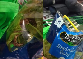 Encuentran rana viva en bolsa de espinacas baby