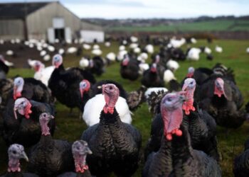 Denuncian abuso sexual a pavos de famosa marca