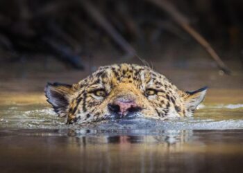 México, uno de los países de LATAM con menor protección de paisajes prioritarios del jaguar: WWF