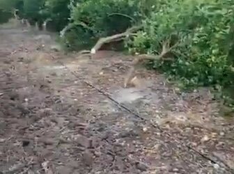 Crimen organizado destruye cultivos en Michoacán