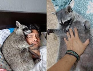 Hombre comparte cómo es tener un mapache de mascota