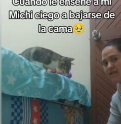 Mujer le enseña a bajar de la cama a gatito ciego
