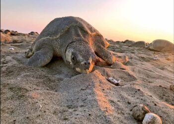 Tortugas golfina cubren una playa protegida en Oaxaca