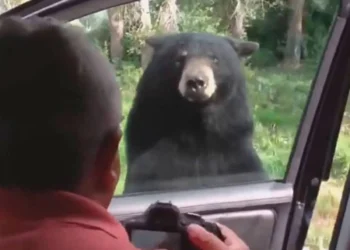 Se disfrazan de oso, destruyen carros para cobrar seguro