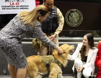 Aprueban reforma constitucional en protección y cuidado animal