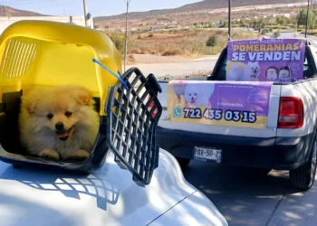 Detenida por vender cachorro en vía pública