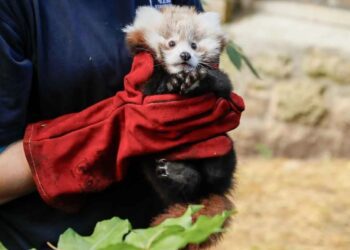 Muere pandita rojo por estrés de fuegos artificiales