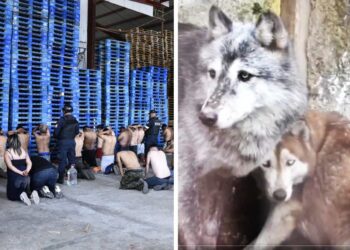 Rescatan 27 animales exóticos y detienen a 42 en Ocoyoacac, Edomex