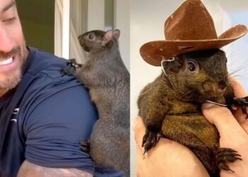 Peanut, la ardilla de Instagram, fue confiscada en Nueva York