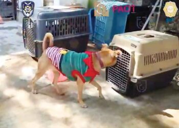 Liberan a activista, pero los perros no aparecen; protestan en Narvarte