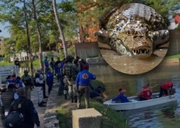 Cocodrilo de dos metros mató a un hombre en Villahermosa