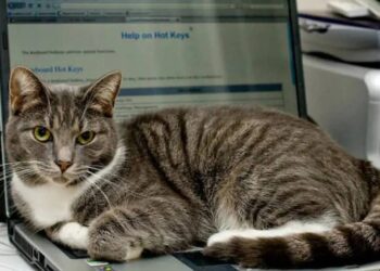 Empresa japonesa “contrata” gatos para aliviar el estrés laboral