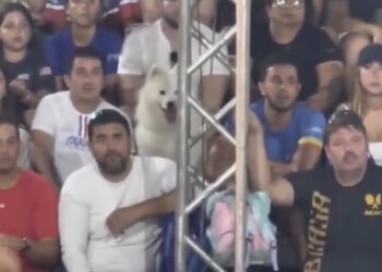 Lomito fanático de tenis asiste a partido