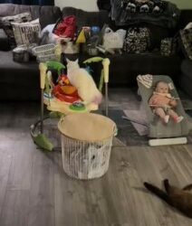 Gatito se adueña del centro de juegos de bebé