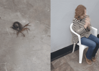 Mujer es picada por un alacrán en el Metro de CDMX