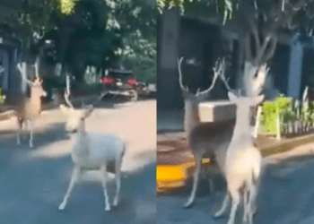 Venados corriendo en calles de Tequila, Jalisco sorprenden a turistas