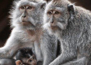 En Carolina del Sur, más de 40 monos escapan de laboratorio