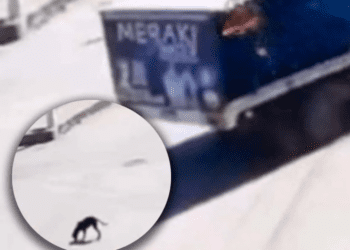 Exigen justicia para perrito atropellado intencionalmente por repartidor