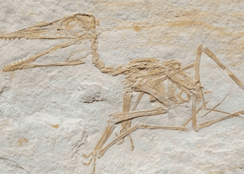 Fósil revela la historia de los antiguos reptiles voladores