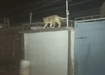 Capturan a leona que aterró a los habitantes de Ciudad Juárez