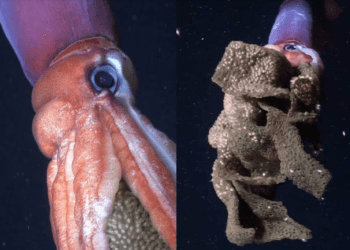 Graban a calamar gigante incubando sus huevos