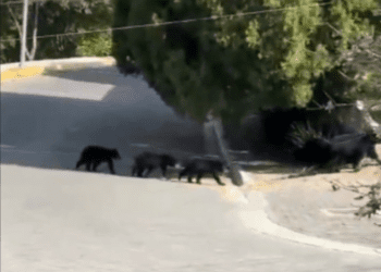 Captan a mamá osa junto con sus oseznos paseando en las calles de NL