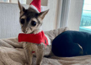 Valentina, la cacomixtle viral que se ha robado miles de corazones