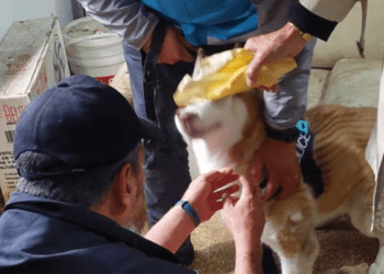 En Argentina, rescatan a perrito abandonado por un mes sin agua ni comida