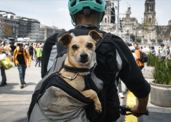 ¿Y tú, qué tipo de dueño de perro eres?