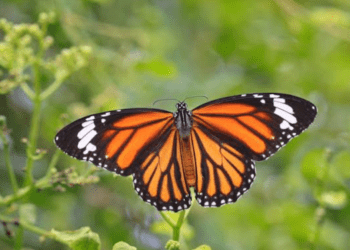 Mariposas Monarca, las almas de los difuntos