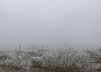 Prevén un invierno helado en NL con temperaturas mínimas de hasta -20°C