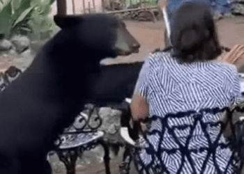 El oso que atacó a una mujer en un hotel de Nuevo León será reubicado