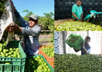 Limoneros de Michoacán aseguran que ya no enfrentan cobros por extorsión