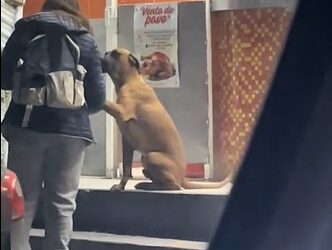 Lomito callejero saluda a las personas que pasan junto a él