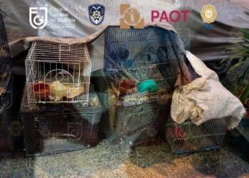 En 2024, 137 perros han sido rescatados en cateos en CDMX