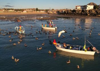El plan para salvar a la vaquita marina fracasó