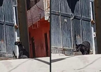 Captan a pantera por calles de Guanajuato