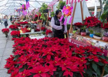Festival Flores de Nochebuena estará en Paseo de la Reforma de la CDMX