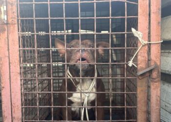 Bebé y abuelita son atacadas por un pitbull en Nuevo León