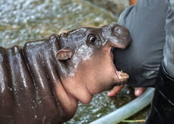 Moo Deng la hipopótamo votada como una de las personas más elegantes del 2024