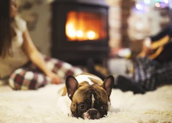 ¿Es seguro usar calentadores cerca de los perros? Protege su bienestar