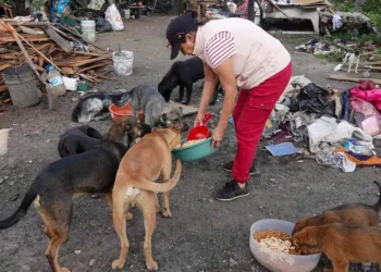 Rescatarán perritos callejeros en San Juan del Río para ser binomios