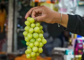 Pagan hasta 117 pesos el kilo de uvas para Año Nuevo