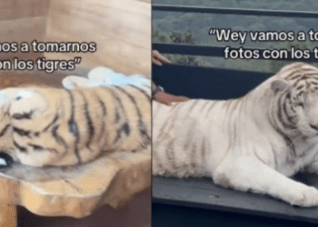 Exhiben a animales drogados en reserva turística