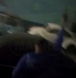 Aficionados del América celebran a balazos