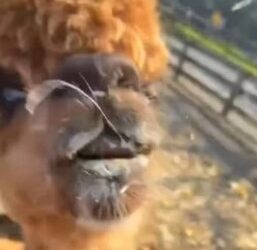 Alpaca escupe a mujer que intentó acariciarla