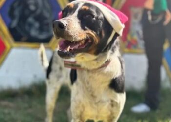 Perritos del Metro CDMX se convierten en ayudantes de Santa