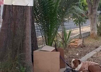 Abandonan perrita con cartulina en la Basílica