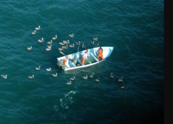 Entregarán 25 millones de pesos a camaroneros de Sinaloa