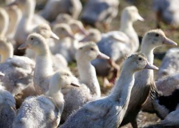 Primer caso grave de gripe aviar en humano registrado en EU